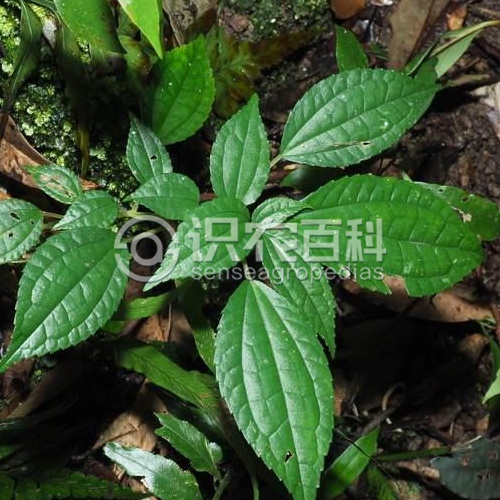 柑橘黄叶症状示例1