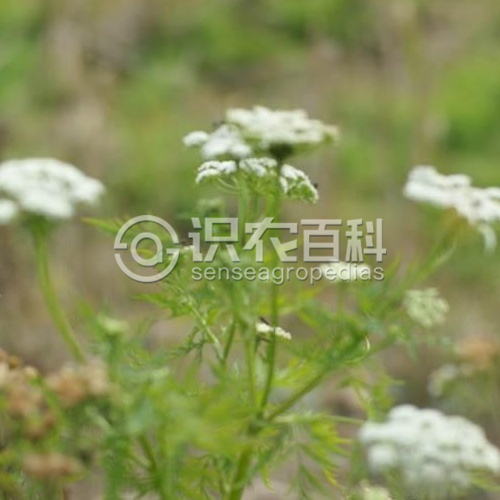 柑橘黄叶症状示例1