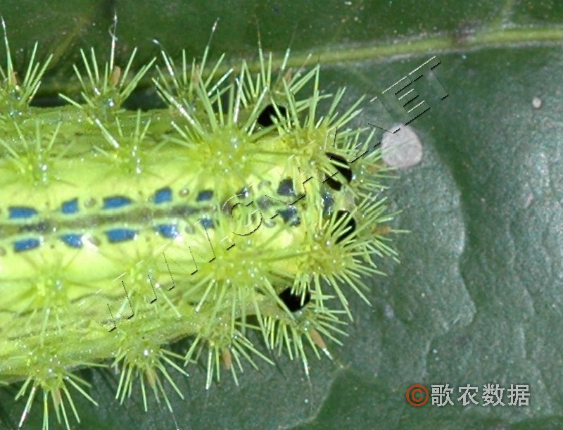 柑橘黄叶症状示例6