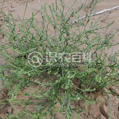 柑橘黄叶症状示例1