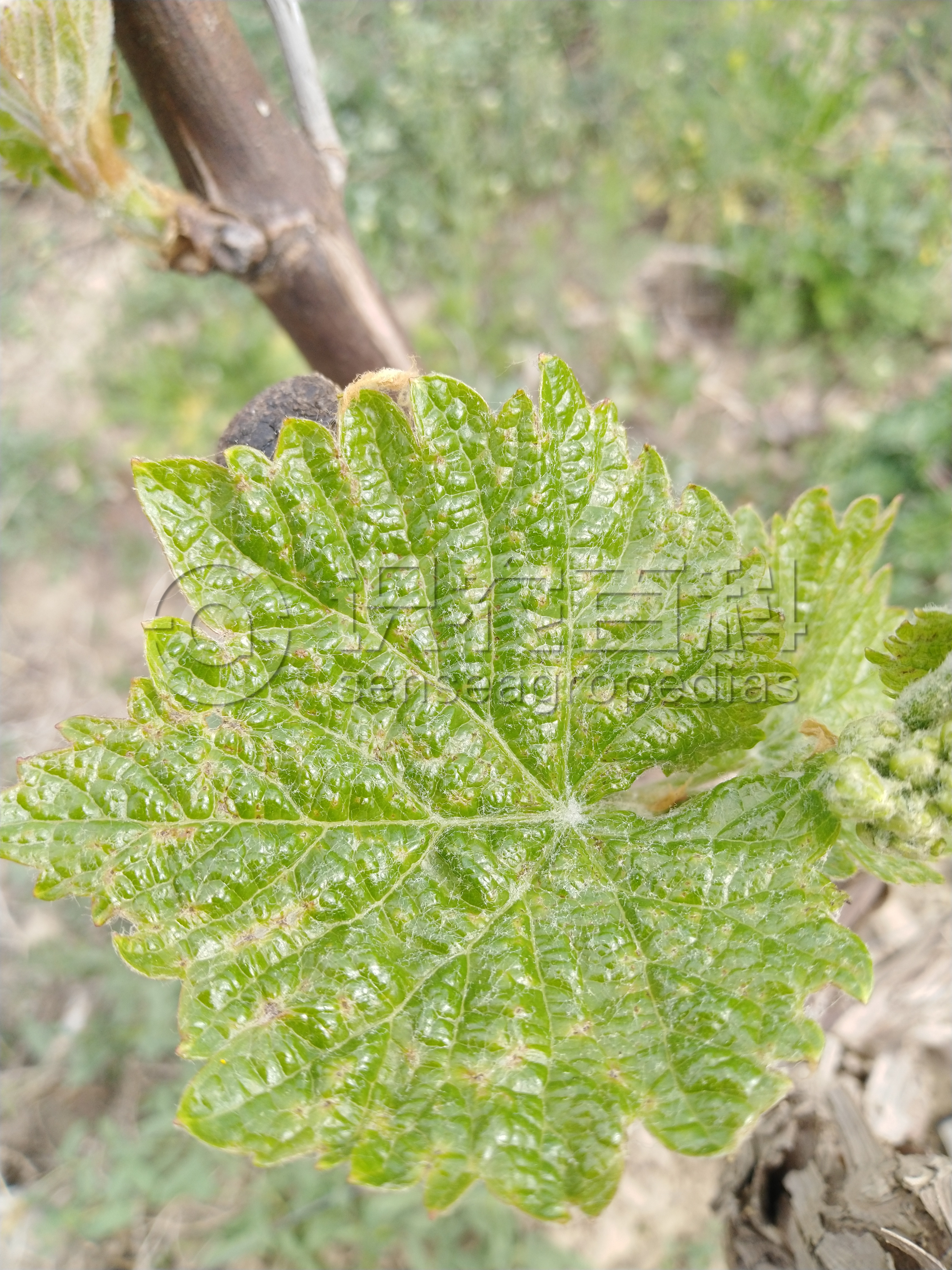 柑橘黄叶症状示例5