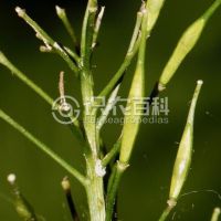 柑橘黄叶症状示例0