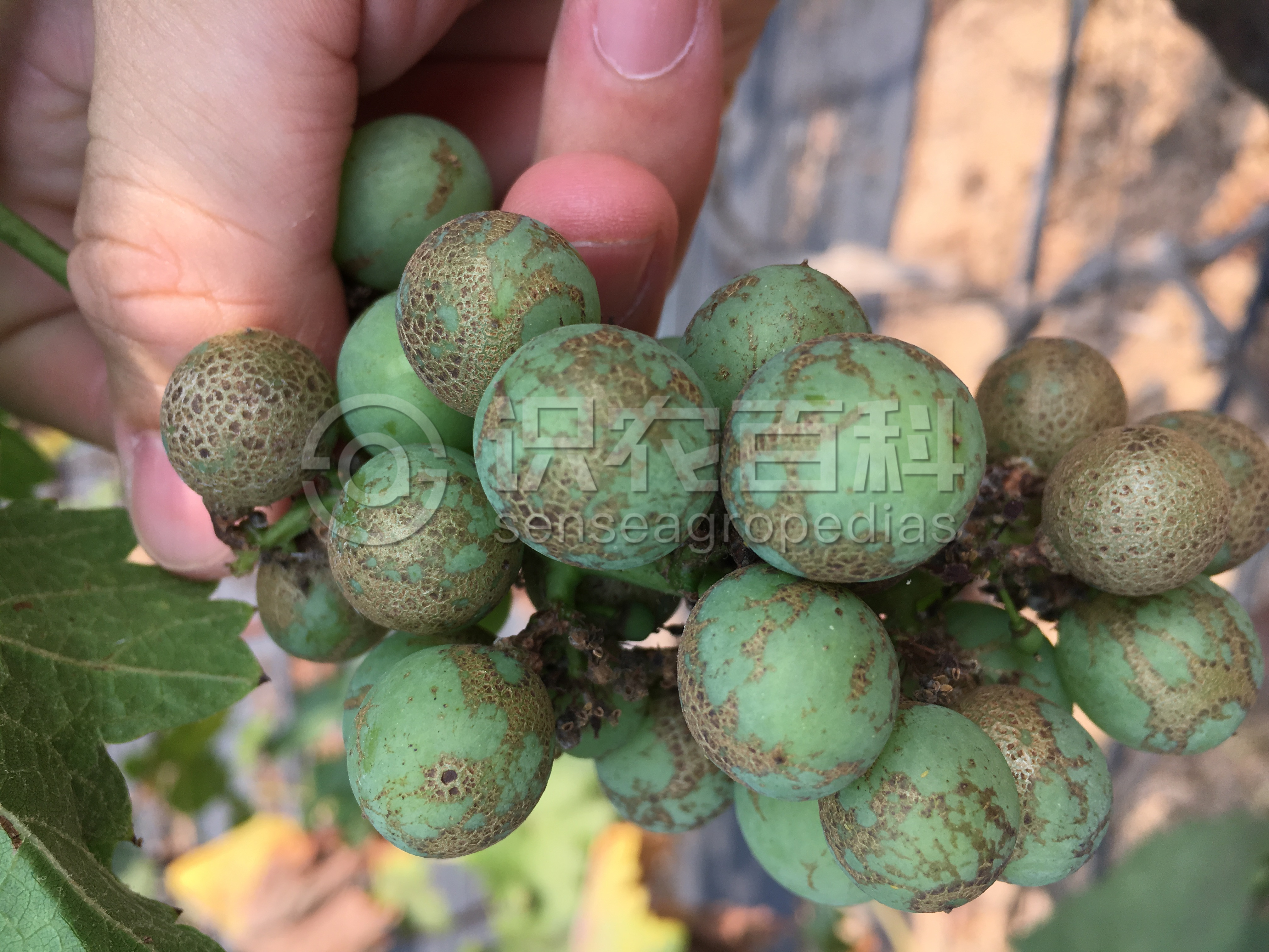 柑橘黄叶症状示例1