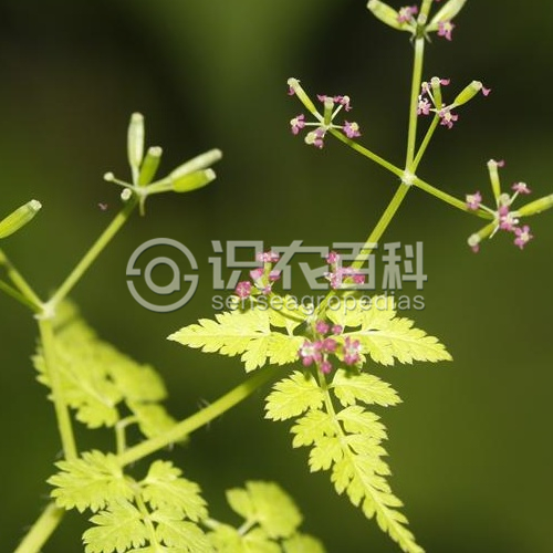 柑橘黄叶症状示例2