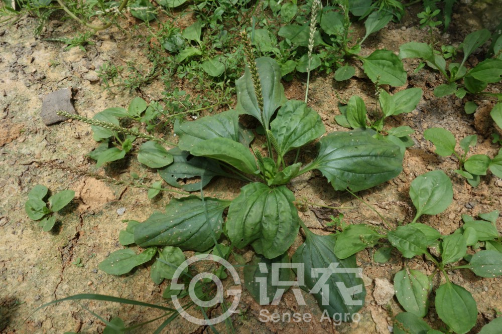 柑橘黄叶症状示例1