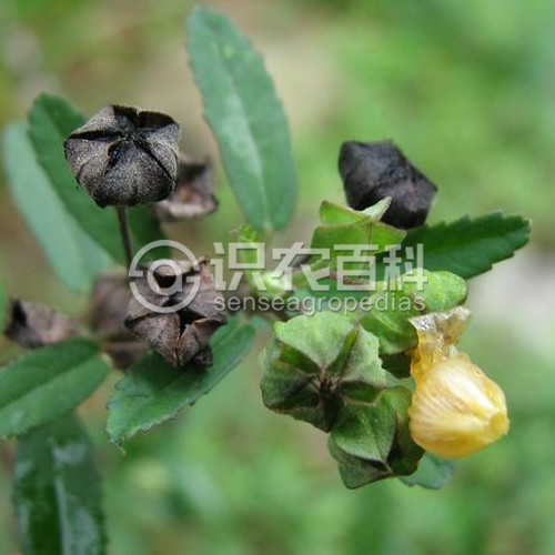 柑橘黄叶症状示例3