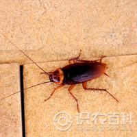 柑橘黄叶症状示例0
