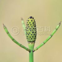 柑橘黄叶症状示例0