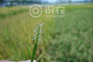 柑橘黄叶症状示例0