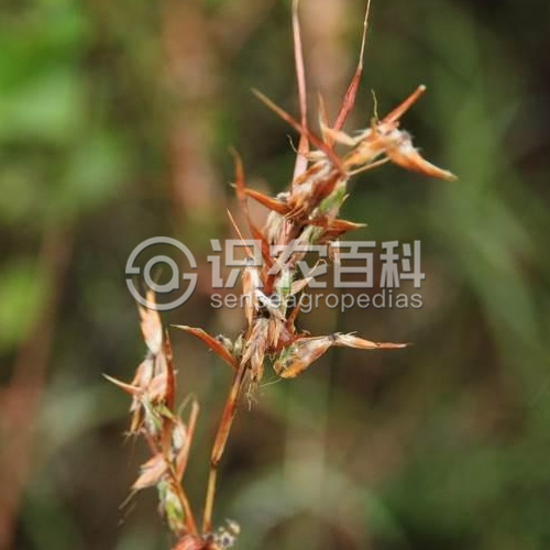 柑橘黄叶症状示例1