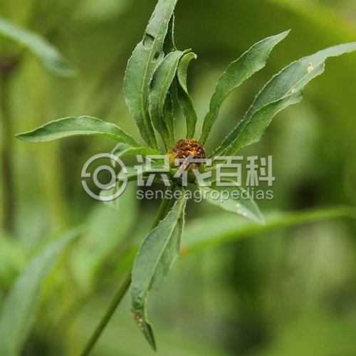 柑橘黄叶症状示例3