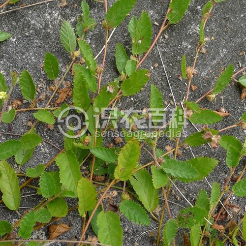 柑橘黄叶症状示例3