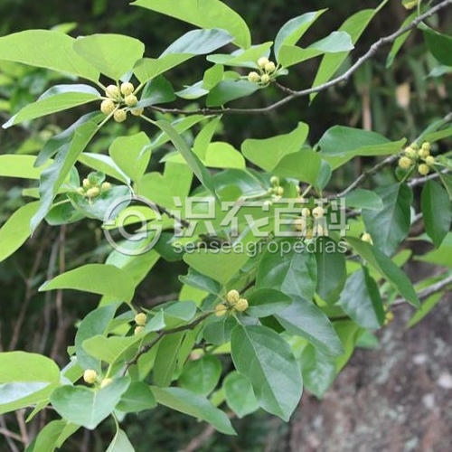 柑橘黄叶症状示例2