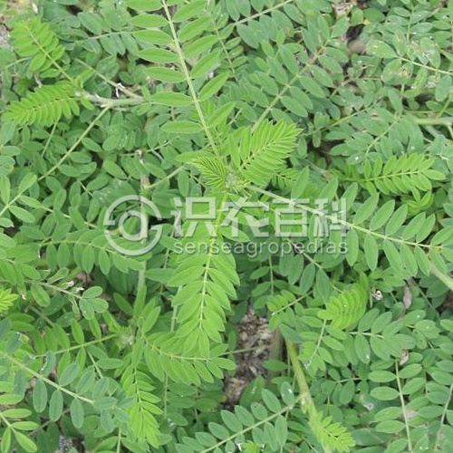 柑橘黄叶症状示例3