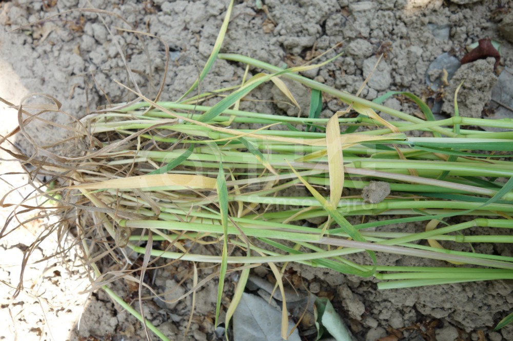 柑橘黄叶症状示例4