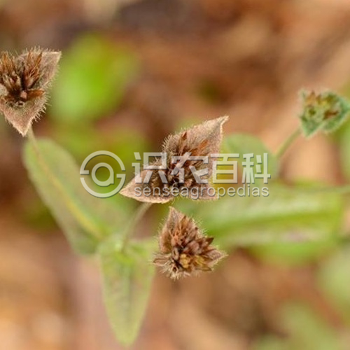 柑橘黄叶症状示例4
