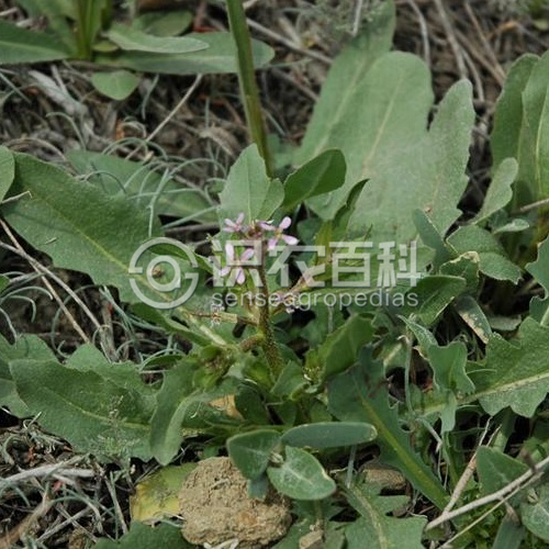 柑橘黄叶症状示例3