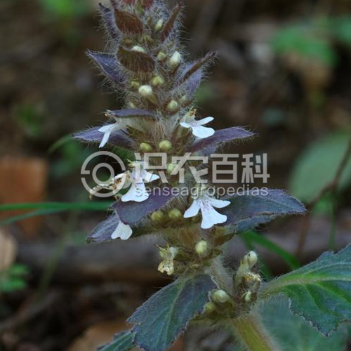 柑橘黄叶症状示例2