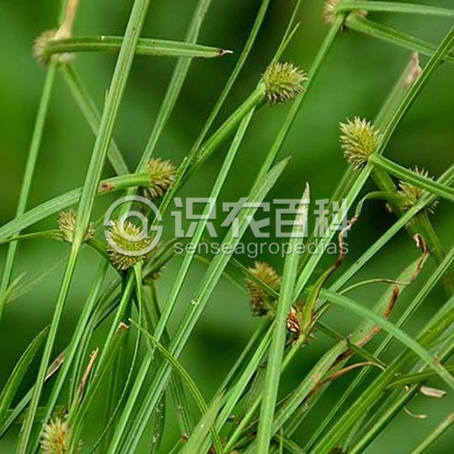 柑橘黄叶症状示例1
