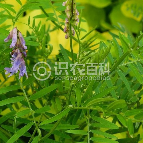 柑橘黄叶症状示例1