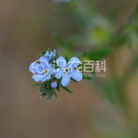 柑橘黄叶症状示例0