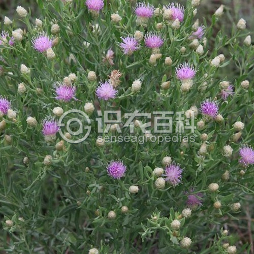 柑橘黄叶症状示例2