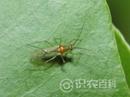 柑橘黄叶症状示例0