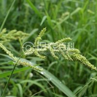 柑橘黄叶症状示例0