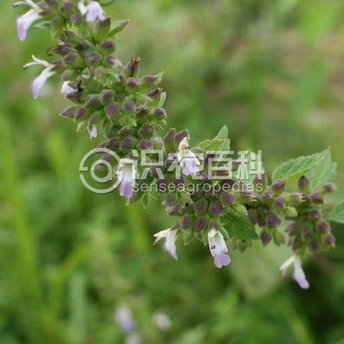 柑橘黄叶症状示例1