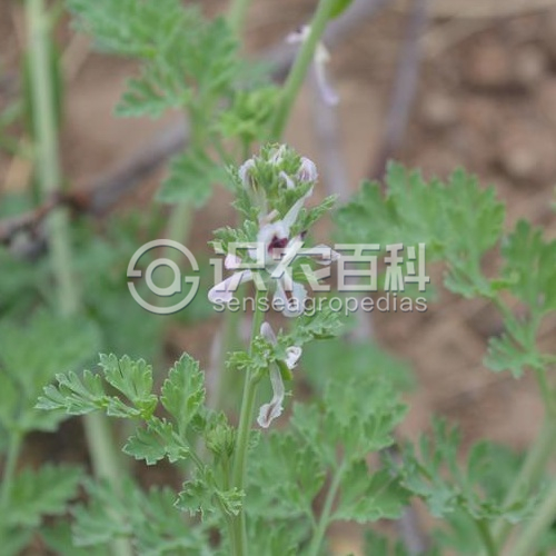 柑橘黄叶症状示例2