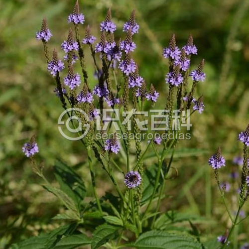 柑橘黄叶症状示例2