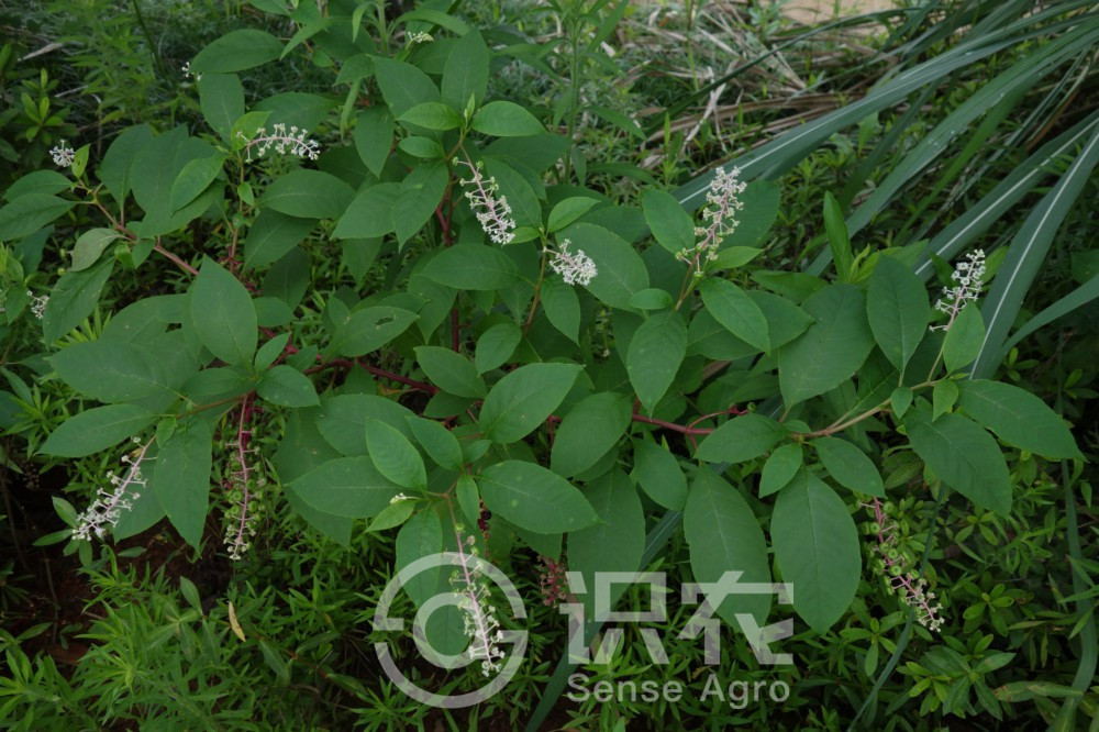 柑橘黄叶症状示例1