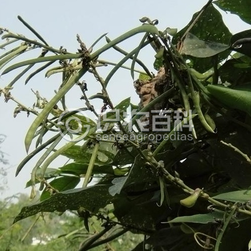 柑橘黄叶症状示例1