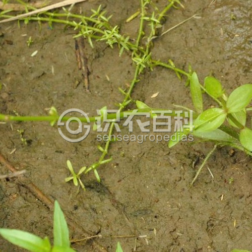 柑橘黄叶症状示例3