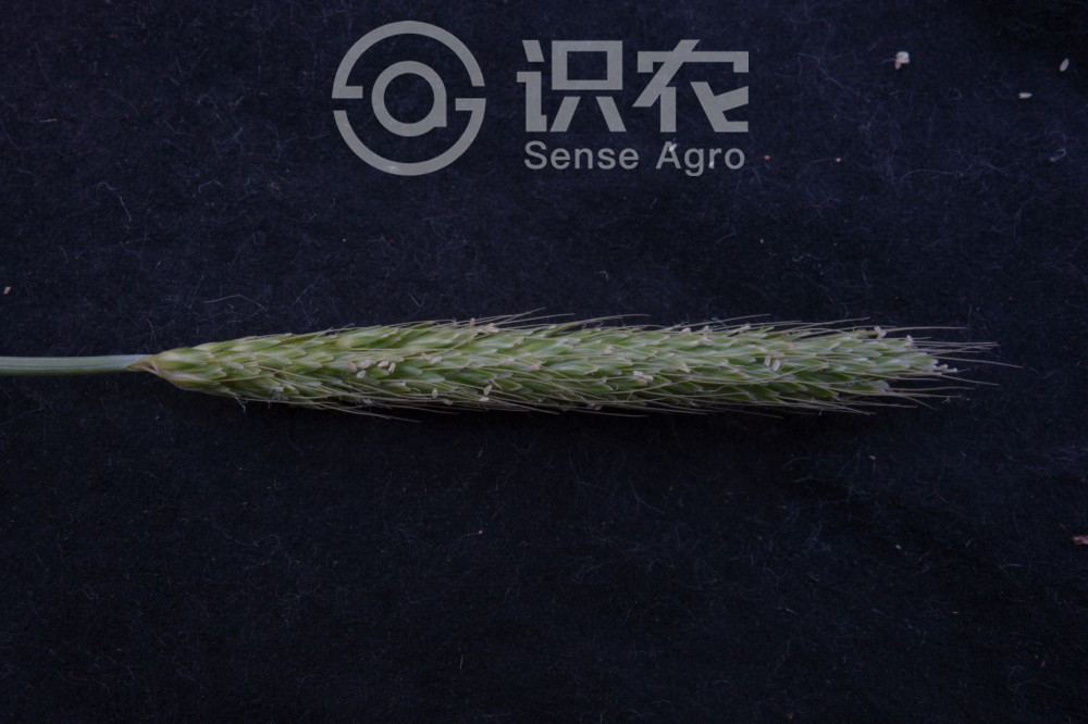 柑橘黄叶症状示例3