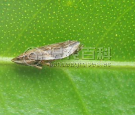 柑橘黄叶症状示例1