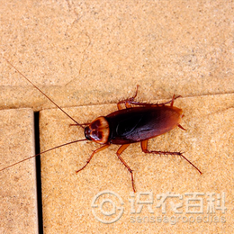 柑橘黄叶症状示例1