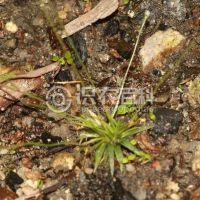 柑橘黄叶症状示例0