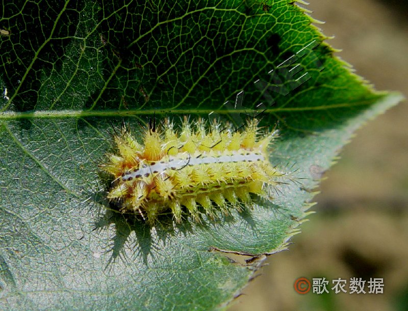 柑橘黄叶症状示例2