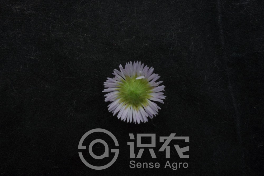 柑橘黄叶症状示例4