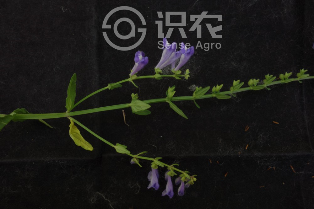 柑橘黄叶症状示例2