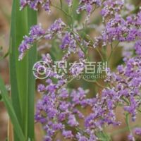 柑橘黄叶症状示例0