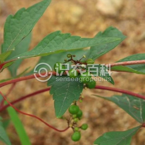 柑橘黄叶症状示例1