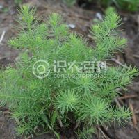 柑橘黄叶症状示例0