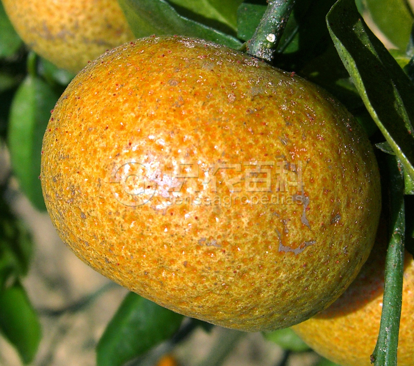 ٻҶ֢״ʾ4