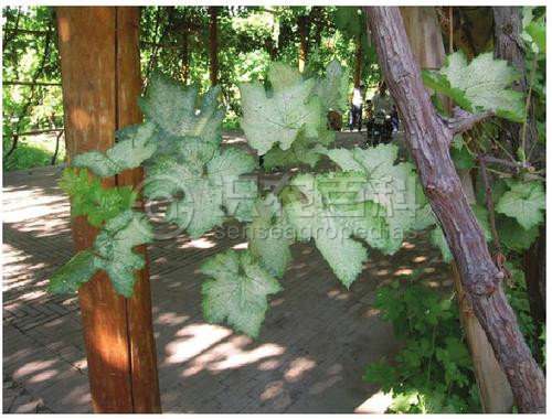 柑橘黄叶症状示例1