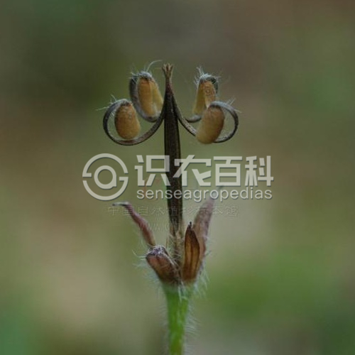 柑橘黄叶症状示例3