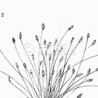 柑橘黄叶症状示例0