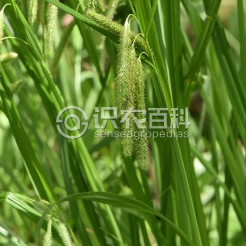 柑橘黄叶症状示例2