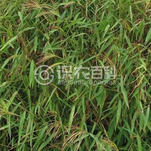 柑橘黄叶症状示例2